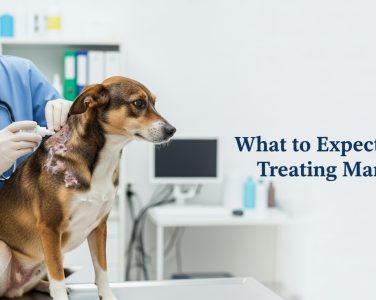 A vet treating a dog with mange, applying mange treatment medication to irritated skin on the dog's neck.