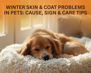 How Cold Weather Affects Your Pet’s Skin and Coat?