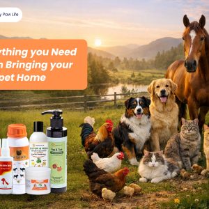 Bringing a New Pet Home? Here’s What You Need to KnowBringing a New Pet Home? Here’s What You Need to KnowBringing a New Pet Home? Here’s What You Need to Know