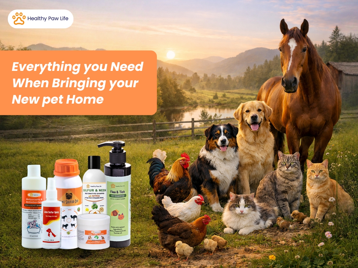 Bringing a New Pet Home? Here’s What You Need to KnowBringing a New Pet Home? Here’s What You Need to KnowBringing a New Pet Home? Here’s What You Need to Know